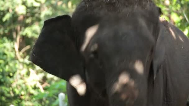 Primer plano de la cabeza y los ojos del elefante asiático, de pie bajo el árbol en el bosque — Vídeos de Stock