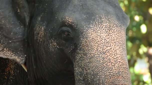 Close-up van de kop en de ogen van de Aziatische olifant, staan onder de boom in het bos — Stockvideo