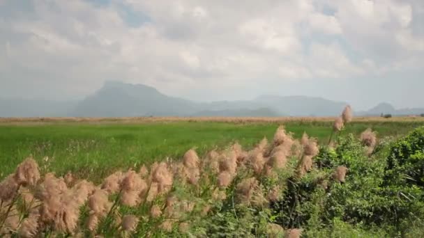 Grön gräs fält, vinka och flyttas av sommarvind och berg, himmel som bakgrund — Stockvideo
