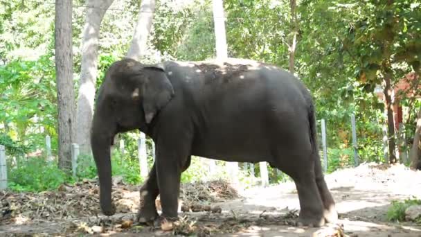 Éléphant d'Asie, debout sous un arbre dans la forêt, angle incliné vers le bas 
