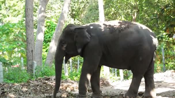 Éléphant d'Asie, debout sous un arbre dans la forêt, angle incliné vers le bas 