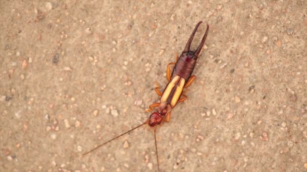 Proreus simulans Stallen, on cement wall — Stock Video