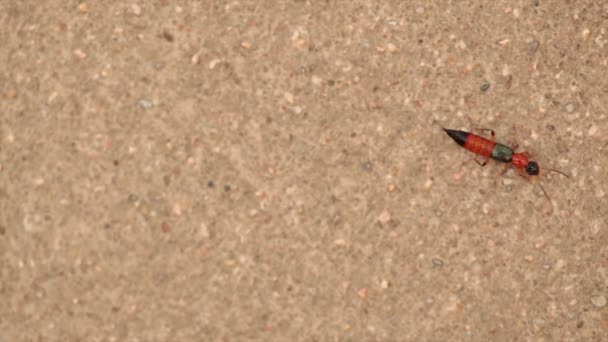 Paederus, Rove Beetle on cement wall — Stock Video