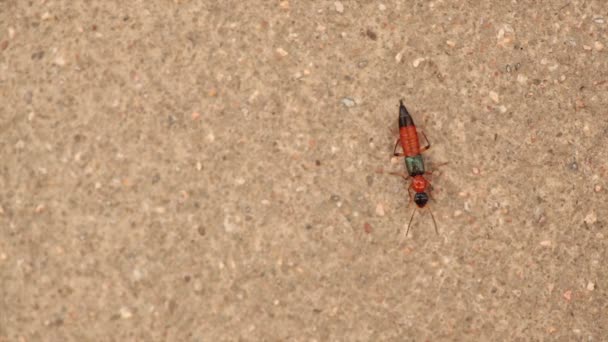 Paederus, Rove Beetle på cement vägg — Stockvideo