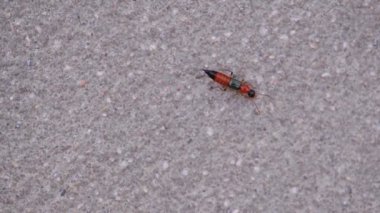 Paederus, Rove Beetle çimento duvarda