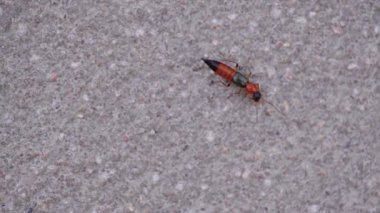 Paederus, Rove Beetle çimento duvarda