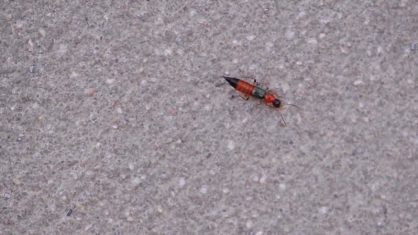 Paederus, Rove Beetle på cement vägg — Stockvideo