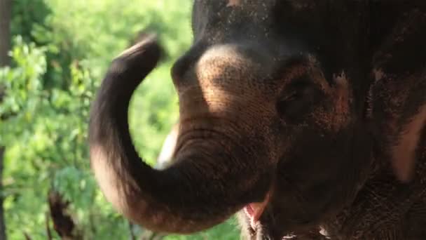 Gros plan de la tête et des yeux de l'éléphant d'Asie, se tenir sous l'arbre dans la forêt 