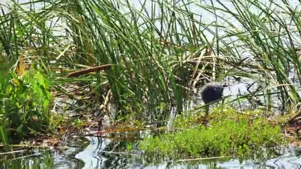 Ptak wodny, nazwy "Purple Swamphen" chodzić w stawie — Wideo stockowe