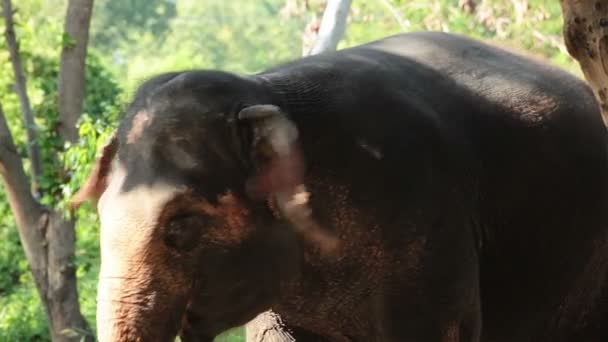 Gros plan de la tête et des yeux de l'éléphant d'Asie, se tenir sous l'arbre dans la forêt 