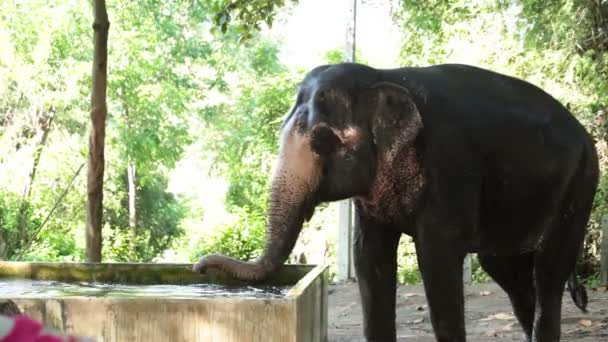 Ασιατικό ελέφαντα κάνει ένα μπάνιο στη λιμνούλα — Αρχείο Βίντεο