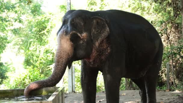 Азиатский слон принимает ванну в пруду — стоковое видео