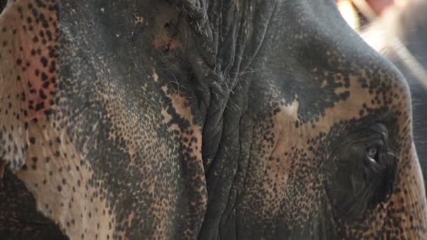 Primer plano de la cabeza y los ojos del elefante asiático, de pie bajo el árbol en el bosque — Vídeo de stock