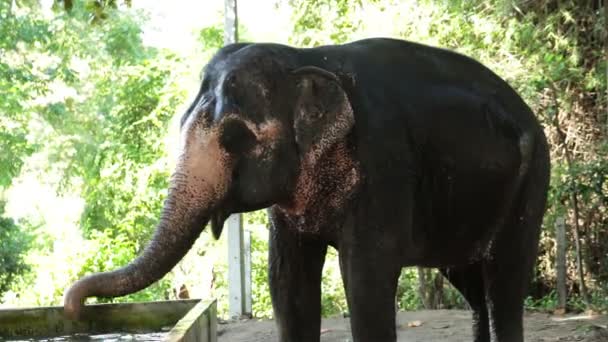 Elefante asiático tomando un baño en estanque — Vídeo de stock