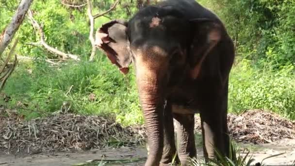 Éléphant d'Asie manger des fruits et de la canne sous l'arbre dans la forêt 