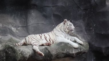 Beyaz bengal kaplanı, yalan, sakin ol ve cliff üzerinde izlerken