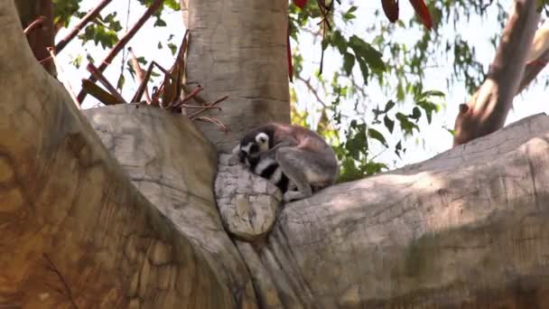 Lemur de cola anillada (Lemur catta) durmiendo en el árbol — Vídeos de Stock