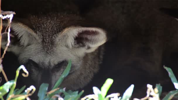 Bat-Eared Fox, nomi scientifici "Otocyon megalotis" dormire nel buco — Video Stock