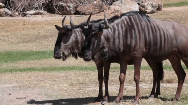 Casal de gnus em pé no chão — Vídeo de Stock