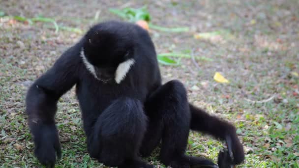 Vit Cheeked Gibbon eller Lar Gibbon på marken, vetenskapliga namn "Nomascus leucogenys" — Stockvideo