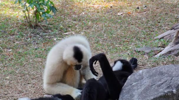 Vit Cheeked Gibbon eller Lar Gibbon på marken, vetenskapliga namn "Nomascus leucogenys" — Stockvideo