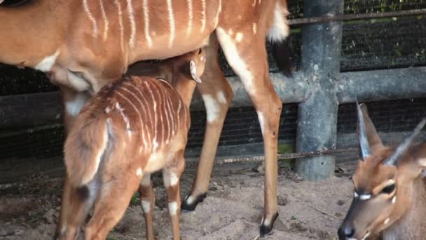 Ciervos, los nombres científicos "ciervos manchados" o "ciervos del eje" madre cuidar y alimentar a su bebé — Vídeo de stock