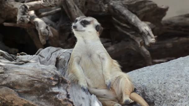 警报猫鼬 (Suricata suricatta) 坐在树上，作为后卫，特写 — 图库视频影像