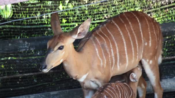 Cerf, noms scientifiques "cerf tacheté" ou "cerf de l'Axe" mère prendre soin et nourrir son bébé — Video