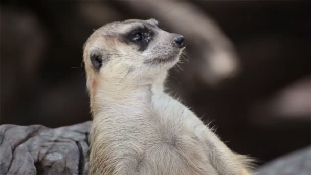 meerkat alerte (Suricata suricatta) assis sur l'arbre comme gardien, gros plan 