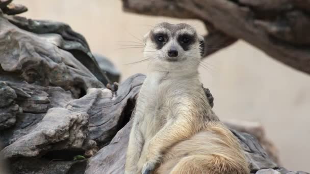 Waarschuwing meerkat (Suricata suricatta) zit op boom als bewaker, close-up — Stockvideo