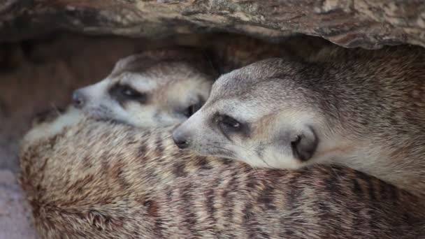组的海岛猫鼬 (Suricata suricatta) 睡在木材洞下 — 图库视频影像
