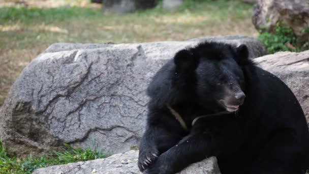 Asiatic black bear or Tibetan black bear, science names "Ursus thibetanus", laying down and relax on timber — Stock Video