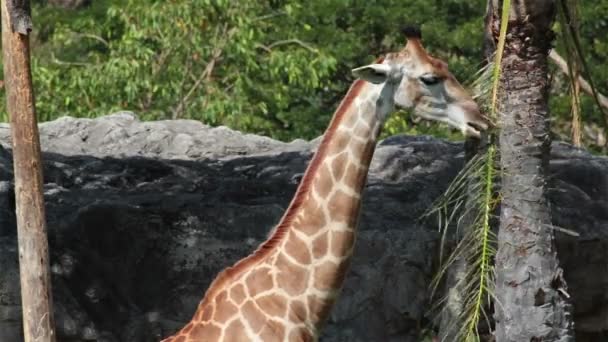 Жираф, "Giraffa camelopardalis" стоит и ест пальмовый лист — стоковое видео