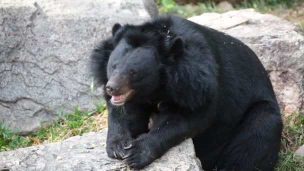 Urso negro asiático ou urso negro tibetano, nomes científicos "Ursus thibetanus", deitado e relaxado em madeira — Vídeo de Stock