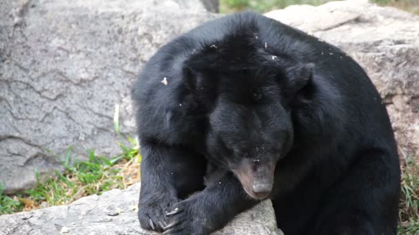 Urso negro asiático ou urso negro tibetano, nomes científicos "Ursus thibetanus", deitado e relaxado em madeira — Vídeo de Stock