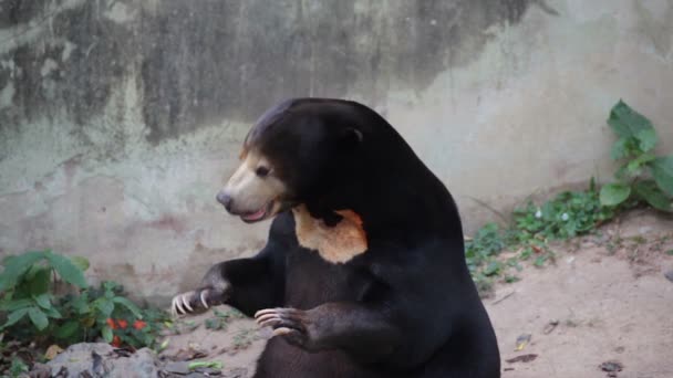 Ours soleil malais ou ours miel, noms scientifiques "Helarctos malayanus " — Video