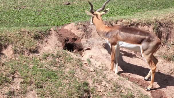 Thomson's Gazelle "Eudorcas thomsonii" gras eten in het gat — Stockvideo