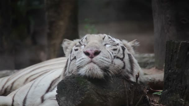 White bengal tiger is sleeping, and relax on timber under tree