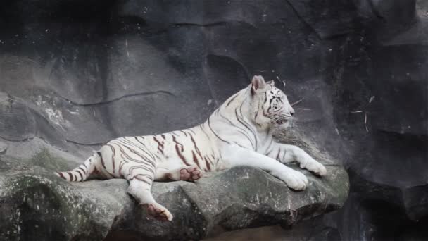 White bengal tiger, lying, relax, and watching on cliff — Stock Video
