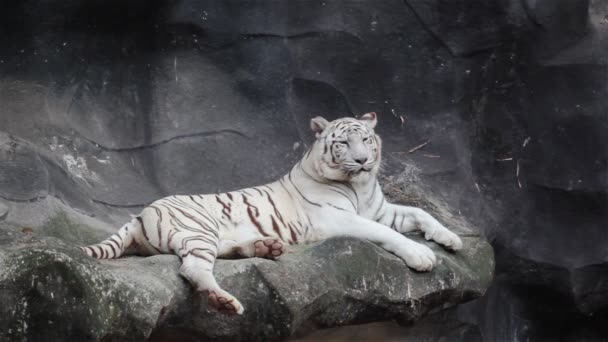 Tigre de bengala blanco, acostado, relajado y mirando en el acantilado — Vídeo de stock