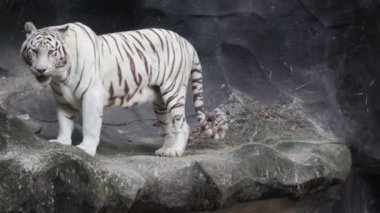 Beyaz bengal kaplanı, yalan, sakin ol ve cliff üzerinde izlerken