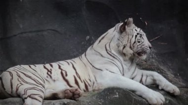 Beyaz bengal kaplanı, yalan, sakin ol ve cliff üzerinde izlerken