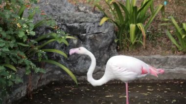 Flamingo kuşu ayakta ve yerde yürüyüş
