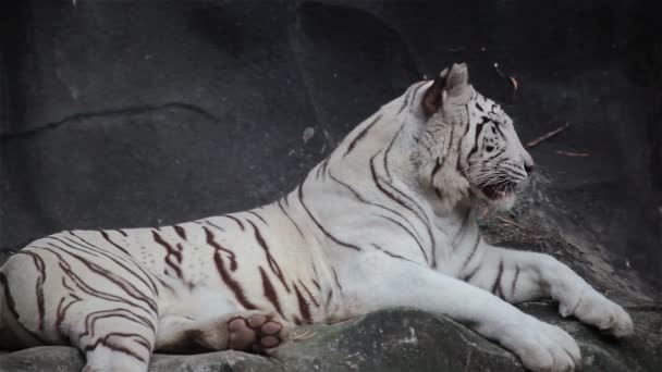 Vit bengalisk tiger, liggande, koppla av och titta på klippa — Stockvideo