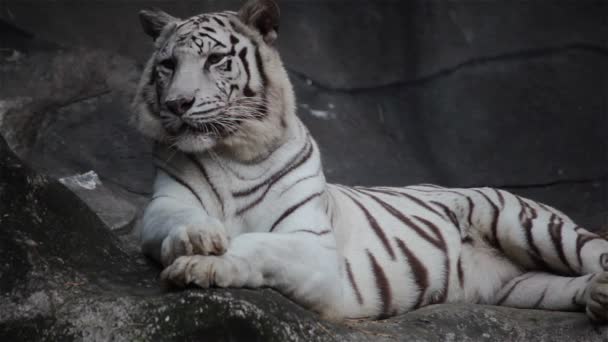 Bengáli tigris, fekvő fehér, pihenjen, és figyeli a szikla — Stock videók