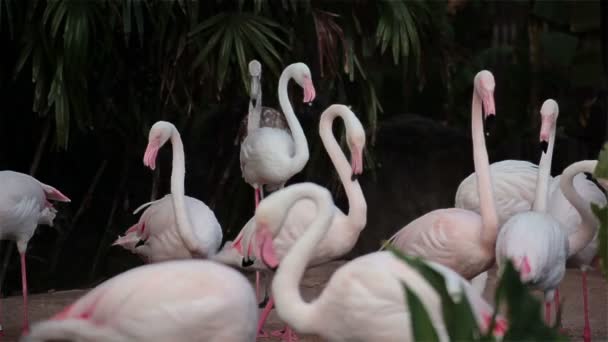 Ayakta ve yerde yürüyüş flamingo kuş grubu — Stok video