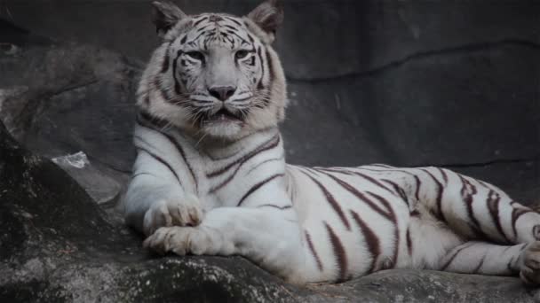 White bengal tiger, lying, relax, and watching on cliff — Stock Video