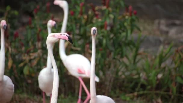 groupe d'oiseaux flamants roses debout et marchant sur le sol 