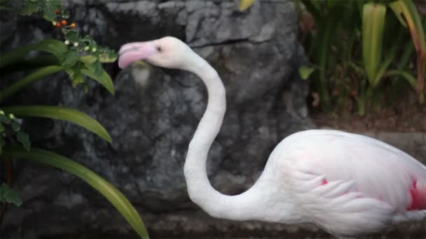 Птица фламинго стоит и ходит по земле — стоковое видео
