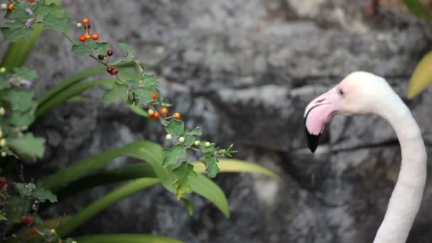 Flamingo bird standing and walking on the ground — Stock Video